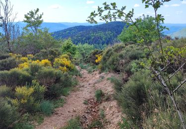 Trail Walking Val-d'Aigoual - L'Esperou  Le Vigan GR 7 - Photo