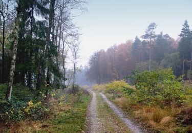 Tocht Te voet Oerlinghausen - Holzweg - Photo