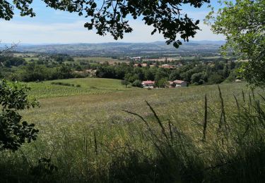 Tocht Stappen Chasselay - Le bois Chatelard - Photo