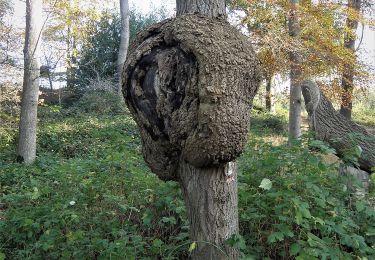 Percorso A piedi Damsdorf - Rundweg Stocksee - Photo