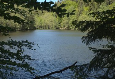 Excursión A pie Mettlach - Saarhölzbachpfad - Photo