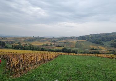 Tocht Stappen Orschwiller - ARCA Bergheim - Photo