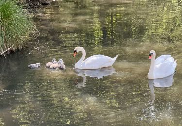 Randonnée Marche Ormoy-le-Davien - 040522 - Boucle Ormoy le Davien - Moulin de Wallu... - Photo