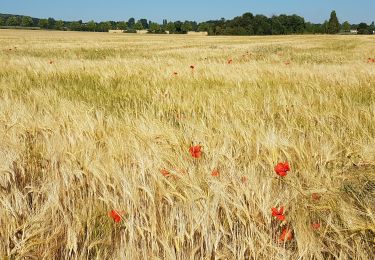 Tour Wandern Méré - Méré Montfort l'Amaury-St. Léger en Yvelines  - Photo