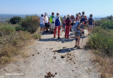 Tour Wandern Fabrègues - Fabregues-Mont Bauzille-12km-250m - Photo