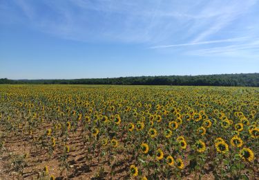 Tour Wandern Pierre-la-Treiche - Audax Pierre la Treiche - Photo