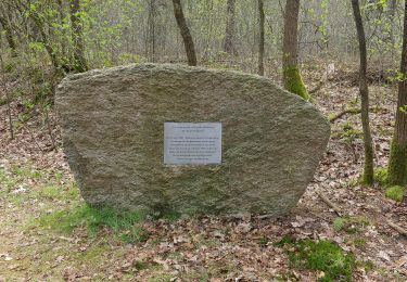 Excursión A pie De Wolden - Rondwandeling geel - Photo