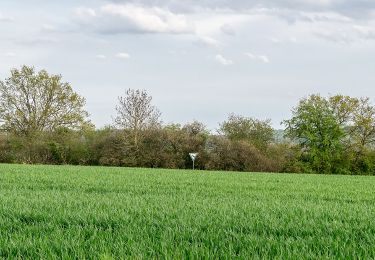 Percorso A piedi Horn-Bad Meinberg - Zugangsweg Hermannshöhen - Horn-Bad Meinberg - Photo