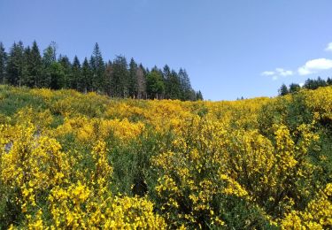 Tour Wandern Cambon-et-Salvergues - Haute Vallée de l'Agout - Photo