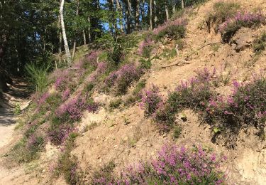 Percorso Mountainbike Limours - VTT-St Arnoult - 34.6 km- 3h10 - Photo