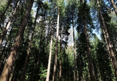 Excursión A pie Bad Homburg vor der Höhe - Keilerweg - Photo