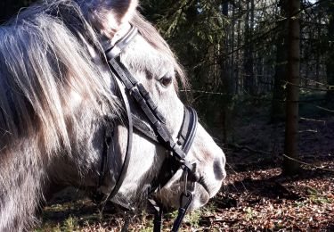 Randonnée Cheval Wellin - Promenade équestre au fil de nos cours d'eau - Photo