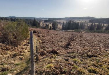 Tour Wandern Saint-Merd-les-Oussines - Le sentier des bruyères - Photo