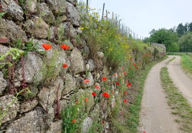 Tour Wandern Crozes-Hermitage - Croyez Hermitag3 belvédère des Mesjeans - Photo