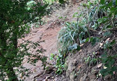 Tour Wandern Le Lorrain - La Crabiere 2 - Photo
