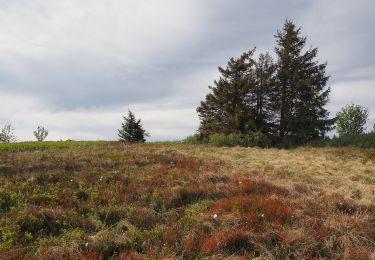 Randonnée A pied Simonswald - Josef-Seger-Weg - Photo