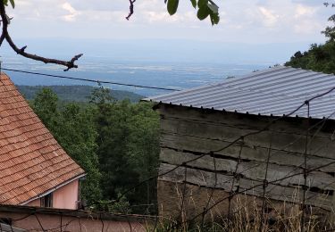 Trail Walking Niederhergheim - thannenkirch - Photo