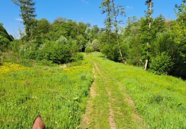 Trail Horseback riding Walcourt - les 7 ponts - Photo