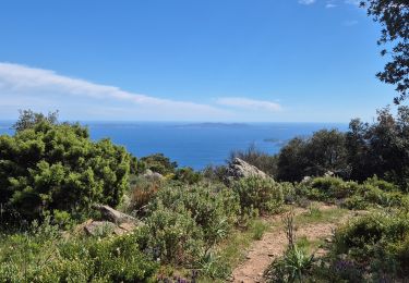 Excursión Senderismo Bormes-les-Mimosas - Bormes - Les 3 cols - Photo