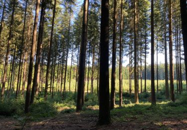 Tocht Stappen Vielsalm - Farnieres - Photo