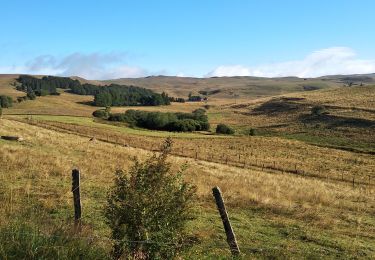 Trail Walking Allanche - Allanche-marcenat - TVR - jour 1 - Photo