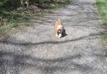 Tocht Stappen Mont-Saint-Guibert - mont saint guibert  - Photo