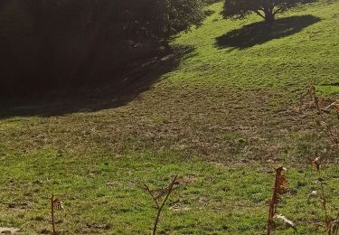 Trail Mountain bike Faucogney-et-la-Mer - Faucogney  - Photo