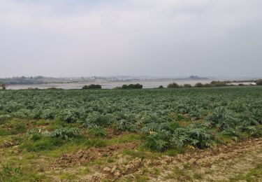 Tour Wandern Carantec - 200-île Callo et pointe de Carantec - Photo