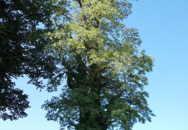 Randonnée A pied Geretsberg - Naturweg Haigermoos - Photo