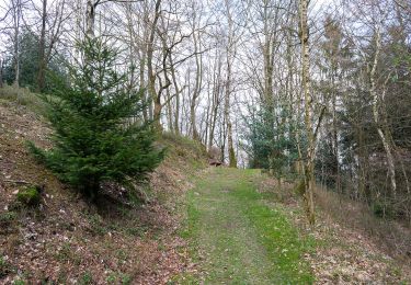 Tocht Te voet Horn-Bad Meinberg - Rundwanderweg A2 [Holzhausen-Externsteine] - Photo