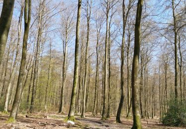Trail Walking Arques-la-Bataille - forêt d'Arques-la-Bataille ouest - Photo