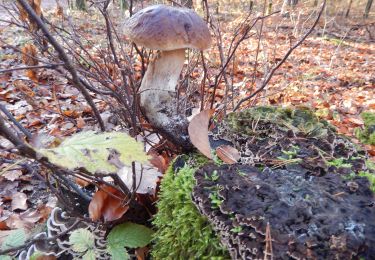 Tocht Te voet Onbekend - Dresdner Heide, Hämmerchen - Photo