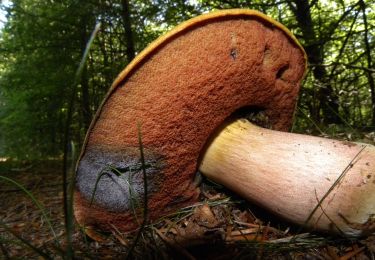 Excursión A pie Apeldoorn - Nieuw-Milligen Oranje - Photo