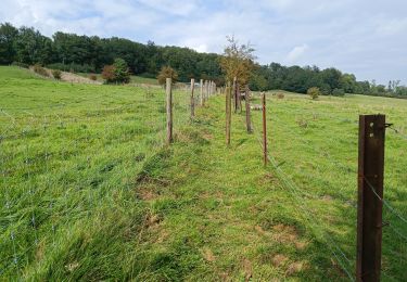 Tour Wandern Ciney - Ciney Marche à pied - Photo