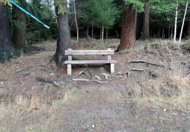 Randonnée Marche Jalhay - Bois du sud de Solwaster - Photo