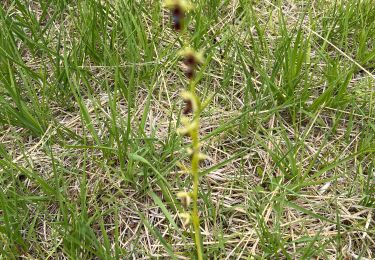 Tocht sport Latrecey-Ormoy-sur-Aube - 52 CHATEAUVILLAIN orchidées 24 mai 2025 - Photo