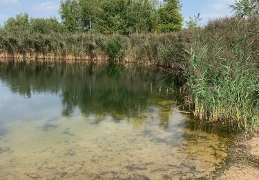 Randonnée Marche Lommel - Le Sahara de Lommel - Photo