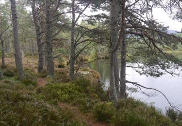 Tocht Te voet  - Farleitter Crag Trail - Photo