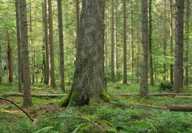 Tour Zu Fuß Lindberg - Schwarzstorch - Photo