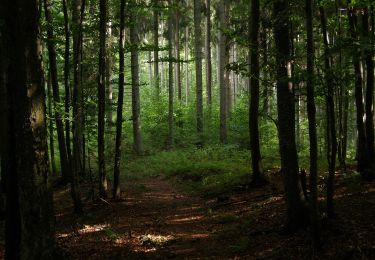 Excursión A pie okres Brezno - Náučný chodník Stožky - Photo