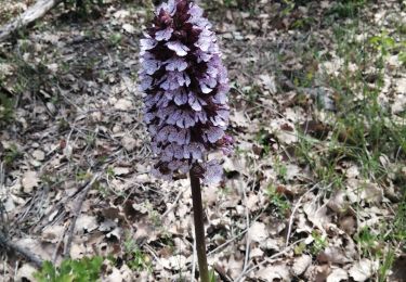 Trail Walking Saint-Restitut - saint Paul plateau clansaye - Photo