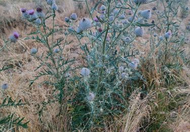 Tocht Stappen Auzet - FANGET 6 8 2025 MYRtylles - Photo