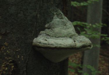 Excursión A pie okres Košice - okolie - Náučný lesný chodník Košická Belá - Photo