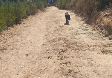 Excursión Senderismo Orvalho - rando a orvalho avec petite pose biere  - Photo