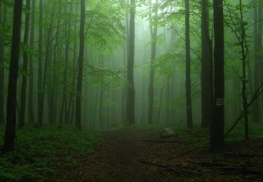 Percorso A piedi Perőcsény - K▲ (Börzsönyi Kék-Csóványos) - Photo