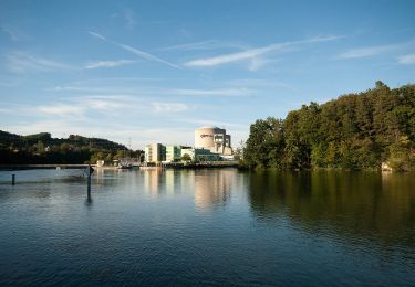 Excursión A pie Döttingen - Beznau Steg - Döttingen Brücke - Photo