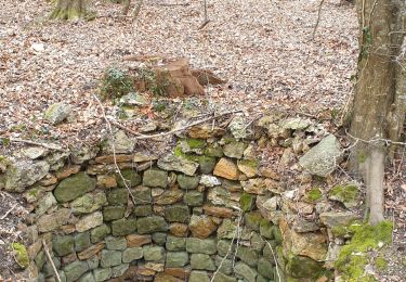 Tour Wandern Fontainebleau - Table du Roi SR120223 PM 280321 FG - Photo