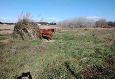 Tocht Stappen Courthézon - courthezon 84 - Photo