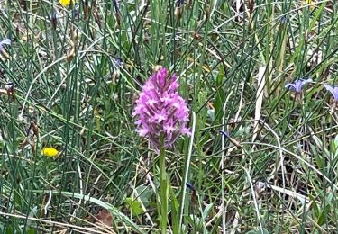 Trail Walking Peille - Peille-Peillon - Photo