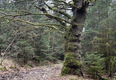 Randonnée Marche Theux - Vert buisson 11 Km - Photo